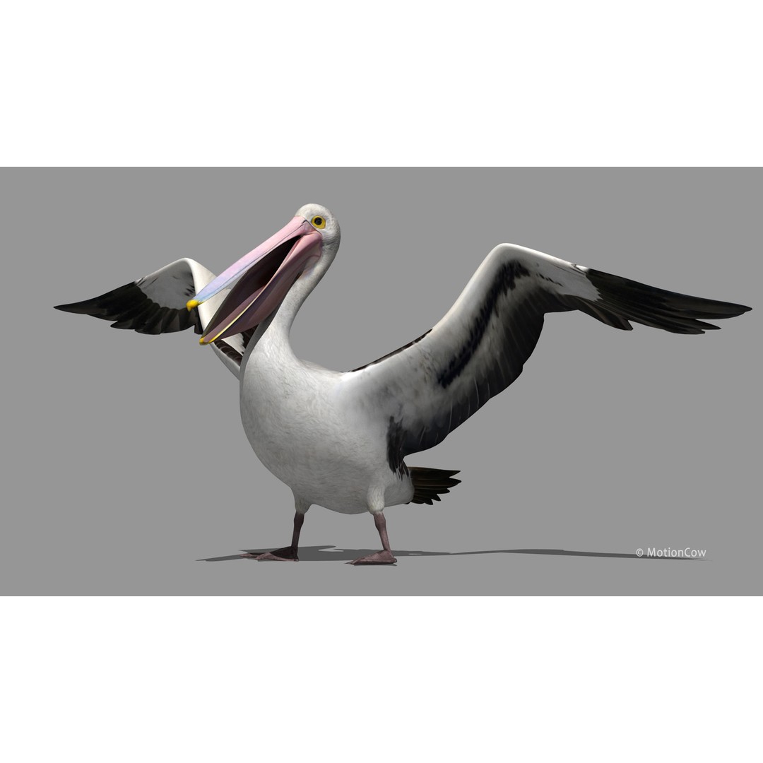 Realistic Pelican 3D Model – Rigged Animated Game Asset, FBX - View 12