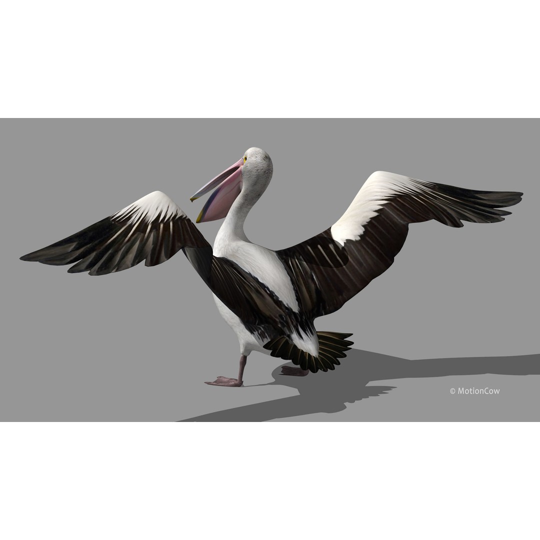 Realistic Pelican 3D Model – Rigged Animated Game Asset, FBX - View 13