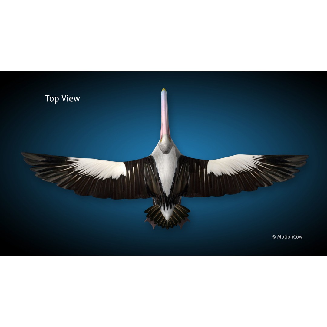 Realistic Pelican 3D Model – Rigged Animated Game Asset, FBX - View 14