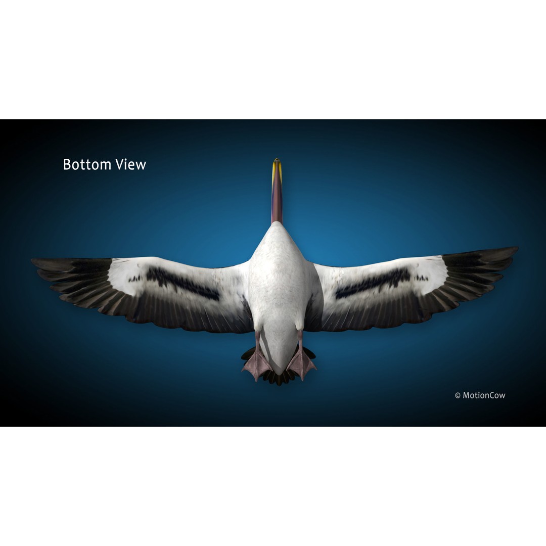Realistic Pelican 3D Model – Rigged Animated Game Asset, FBX - View 15