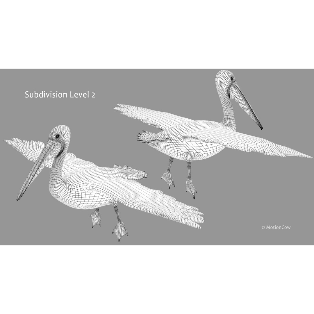 Realistic Pelican 3D Model – Rigged Animated Game Asset, FBX - View 18
