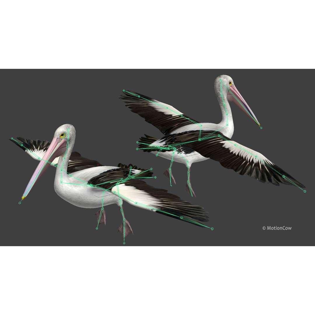 Realistic Pelican 3D Model – Rigged Animated Game Asset, FBX - View 19
