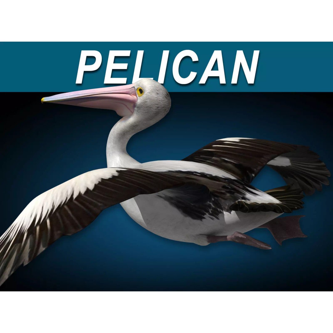 Realistic Pelican 3D Model – Rigged Animated Game Asset, FBX - View 2