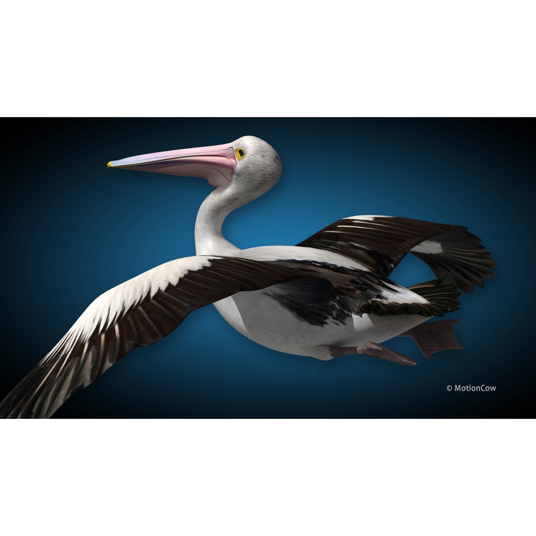 Realistic Pelican 3D Model – Rigged Animated Game Asset, FBX - View 3