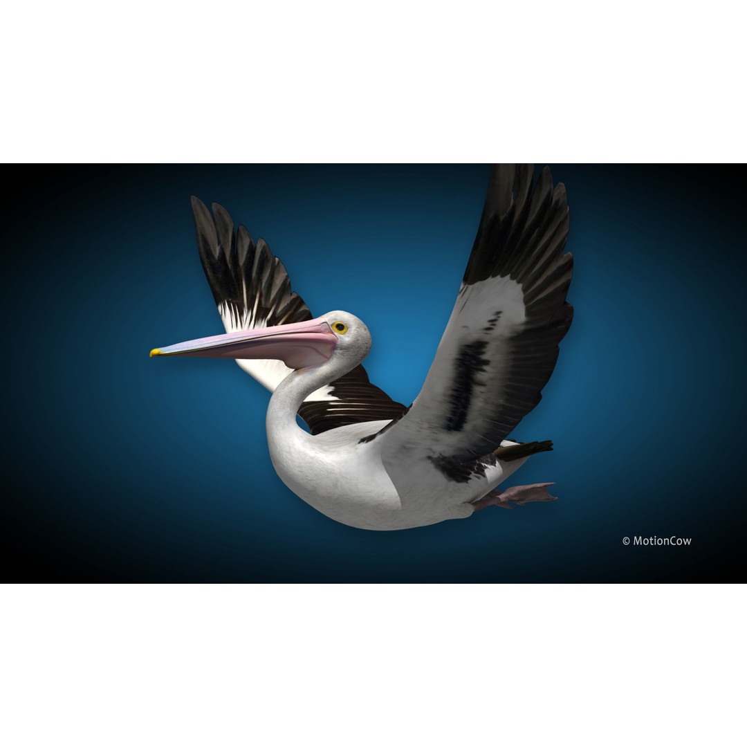 Realistic Pelican 3D Model – Rigged Animated Game Asset, FBX - View 4