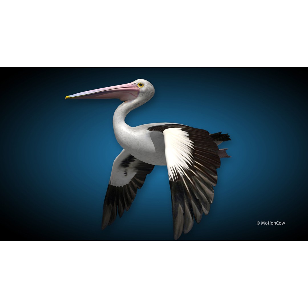Realistic Pelican 3D Model – Rigged Animated Game Asset, FBX - View 5