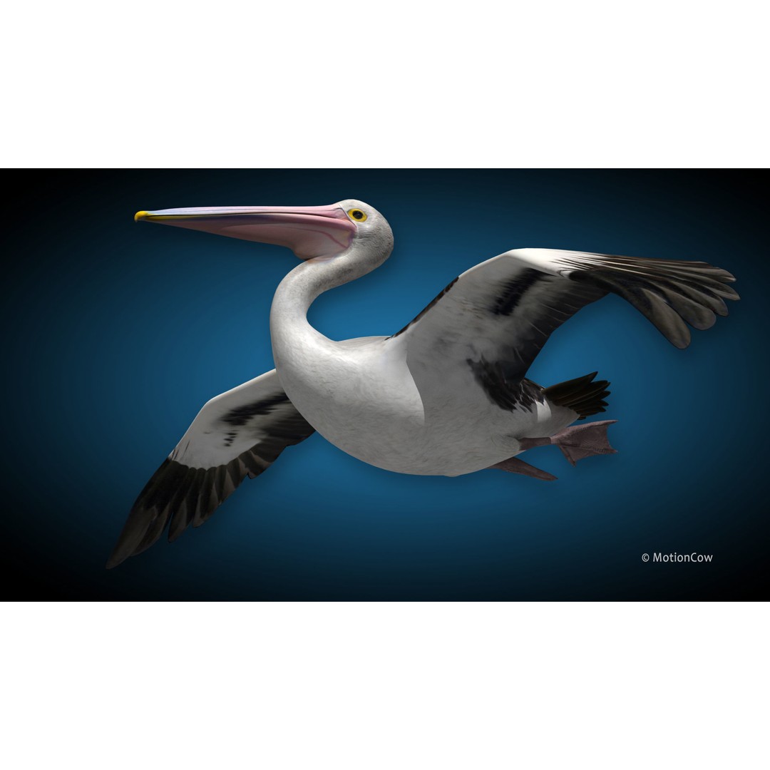Realistic Pelican 3D Model – Rigged Animated Game Asset, FBX - View 6