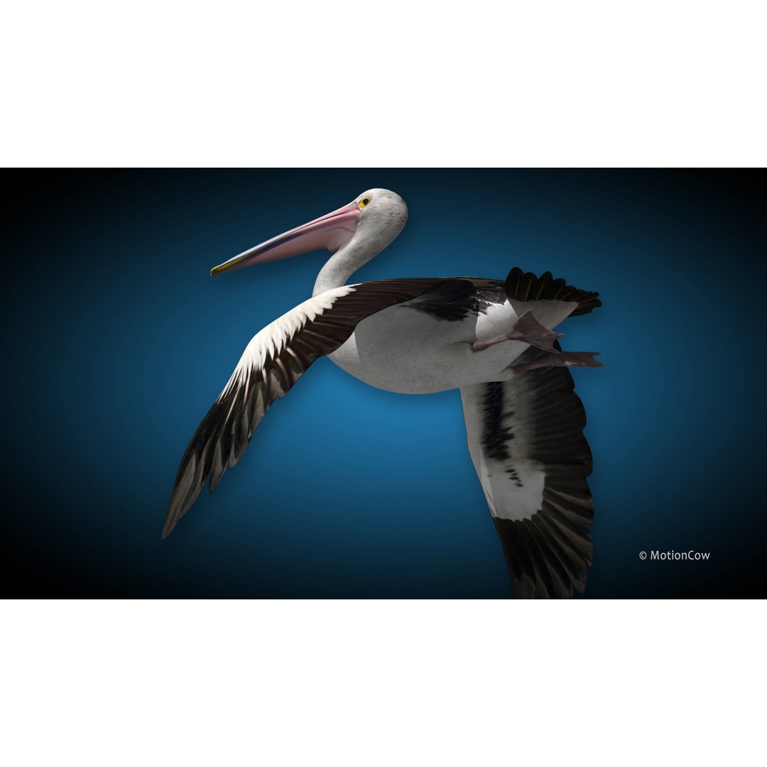 Realistic Pelican 3D Model – Rigged Animated Game Asset, FBX - View 7