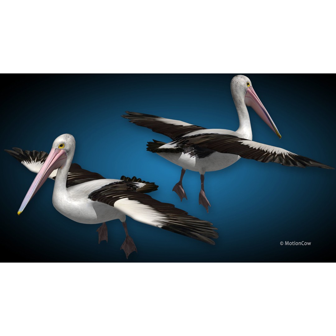 Realistic Pelican 3D Model – Rigged Animated Game Asset, FBX - View 8