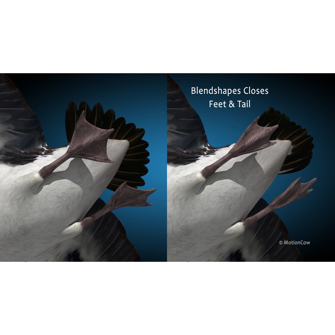 Realistic Pelican 3D Model – Rigged Animated Game Asset, FBX - View 9