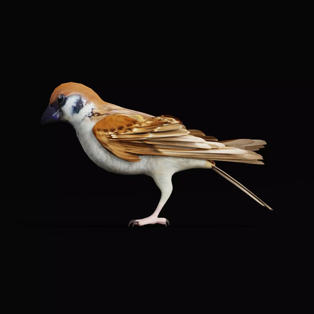 Asian House Sparrow 3D Model – Low Poly Animated Game Asset, FBX