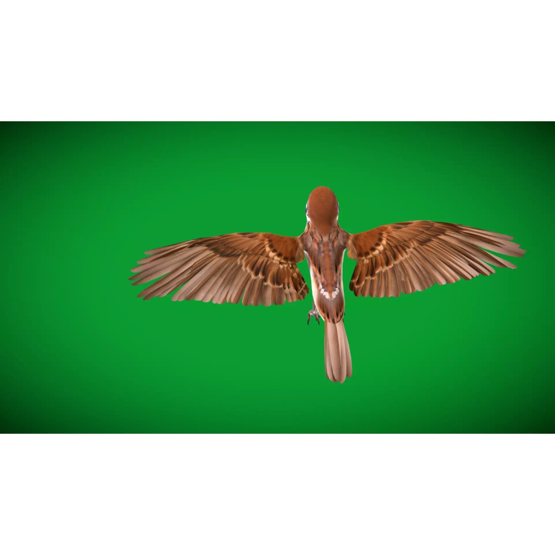 Asian House Sparrow 3D Model – Low Poly Animated Game Asset, FBX - View 10
