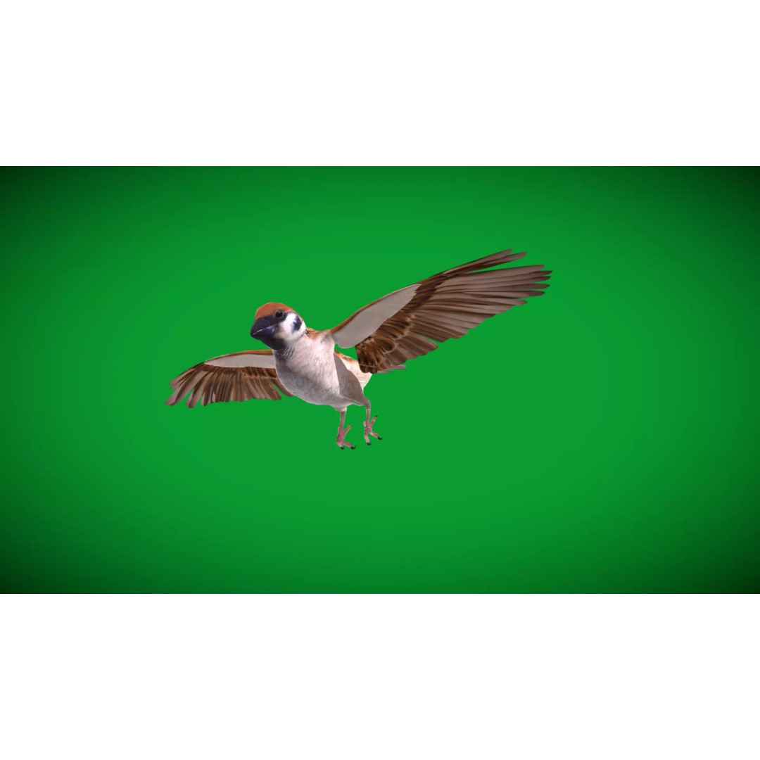 Asian House Sparrow 3D Model – Low Poly Animated Game Asset, FBX - View 11