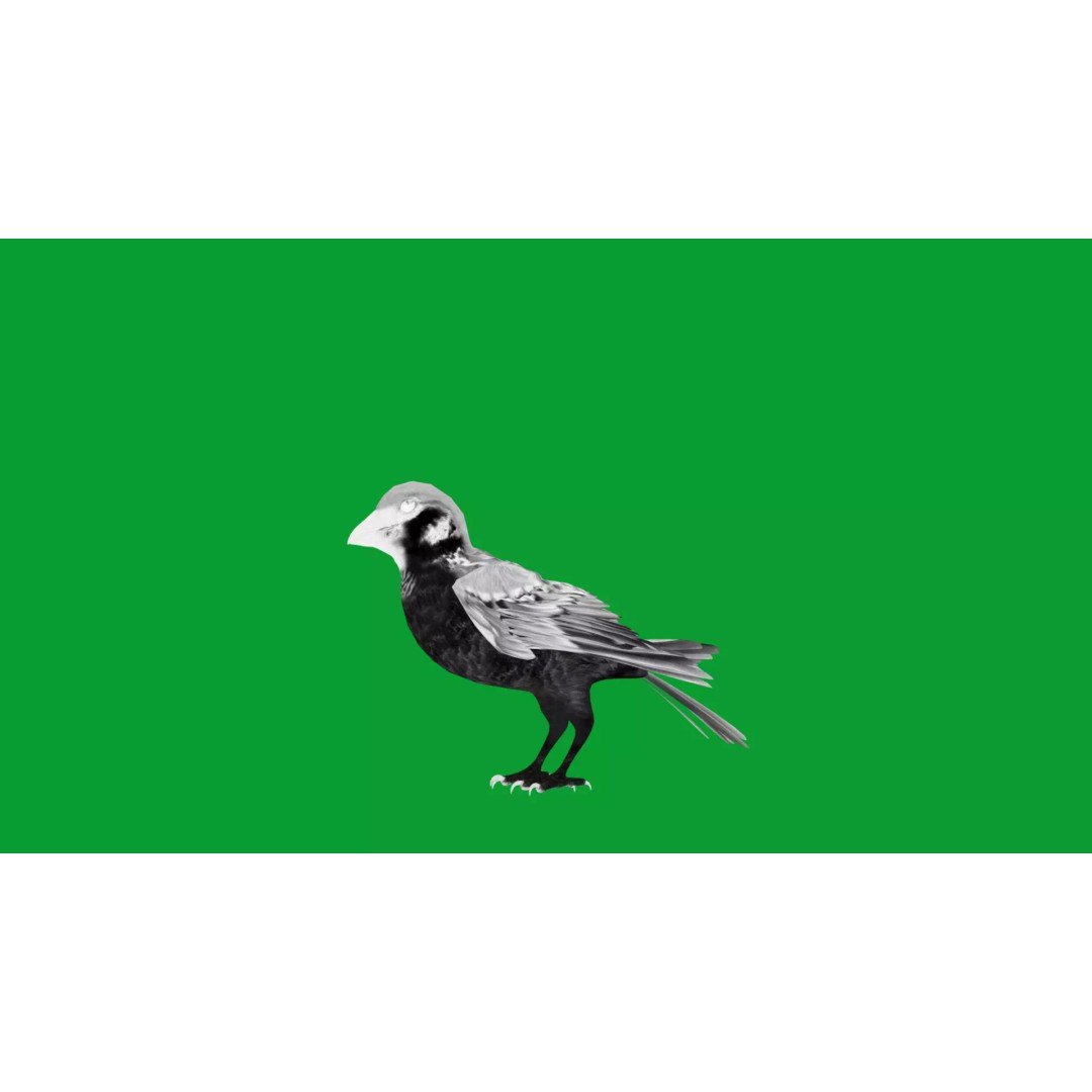 Asian House Sparrow 3D Model – Low Poly Animated Game Asset, FBX - View 13