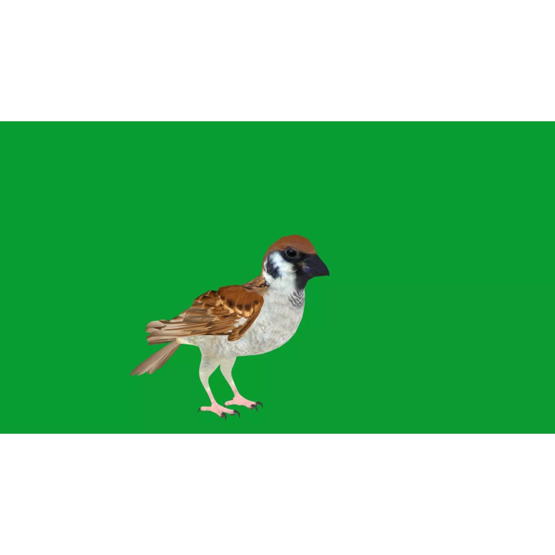 Asian House Sparrow 3D Model – Low Poly Animated Game Asset, FBX - View 14