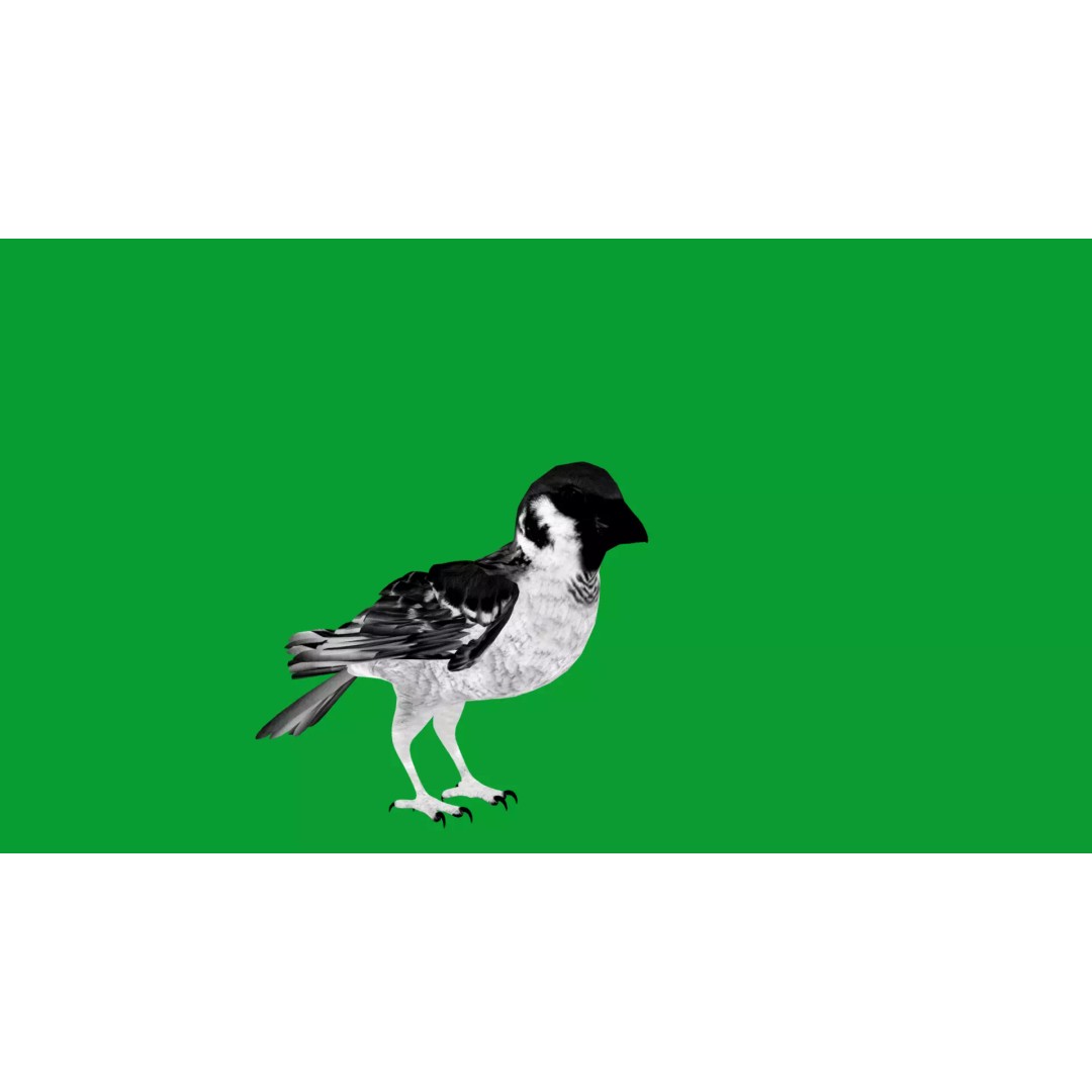 Asian House Sparrow 3D Model – Low Poly Animated Game Asset, FBX - View 15