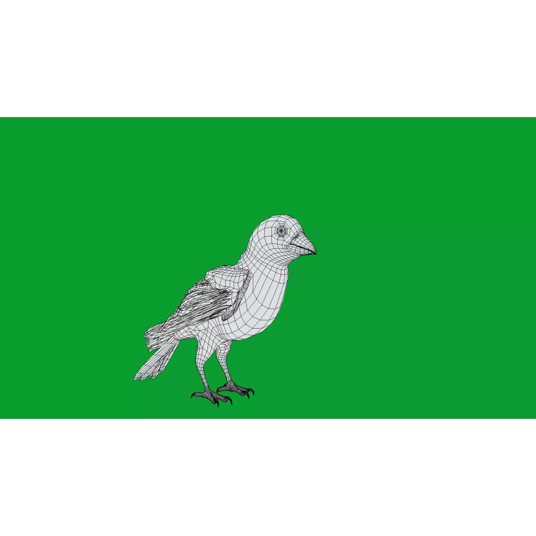 Asian House Sparrow 3D Model – Low Poly Animated Game Asset, FBX - View 18
