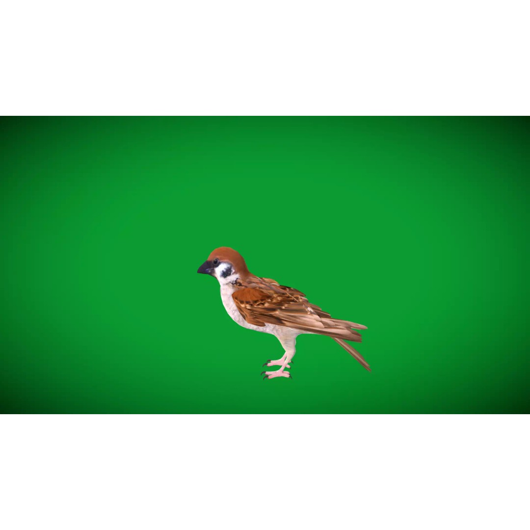 Asian House Sparrow 3D Model – Low Poly Animated Game Asset, FBX - View 19