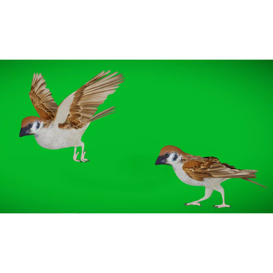 Asian House Sparrow 3D Model – Low Poly Animated Game Asset, FBX - View 2