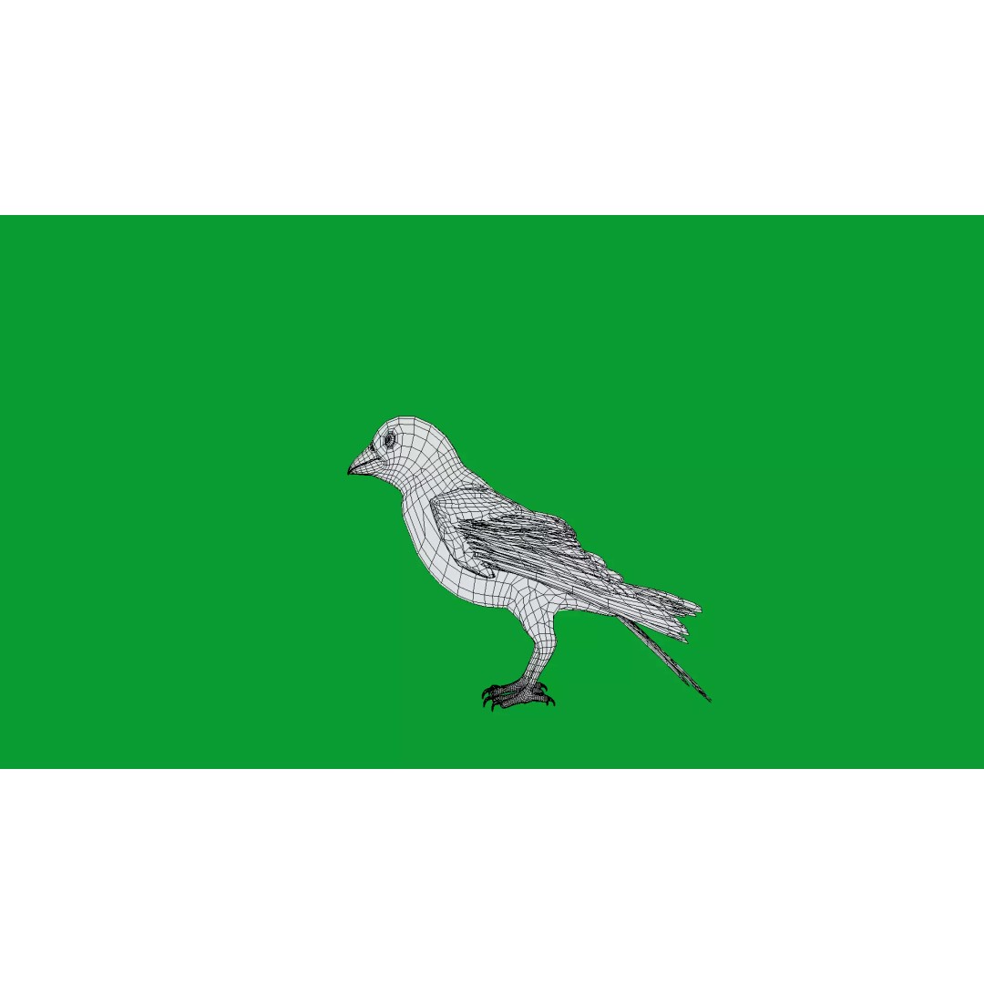 Asian House Sparrow 3D Model – Low Poly Animated Game Asset, FBX - View 20