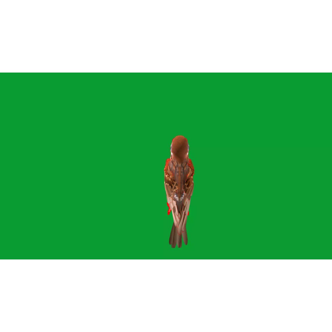 Asian House Sparrow 3D Model – Low Poly Animated Game Asset, FBX - View 24