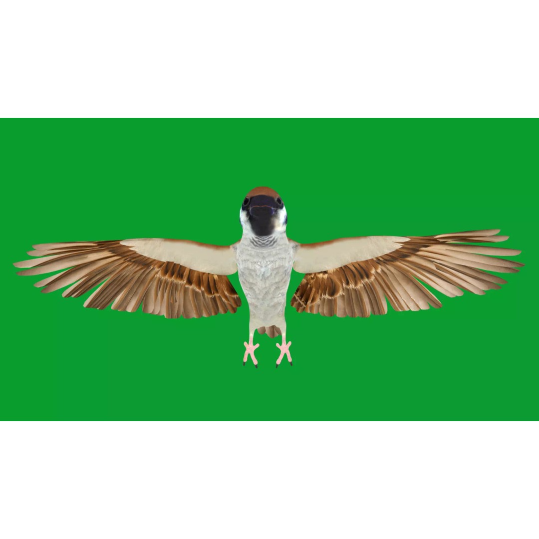 Asian House Sparrow 3D Model – Low Poly Animated Game Asset, FBX - View 29
