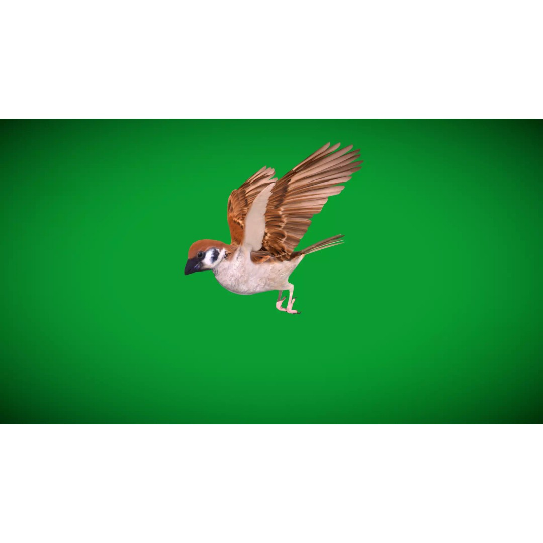 Asian House Sparrow 3D Model – Low Poly Animated Game Asset, FBX - View 30