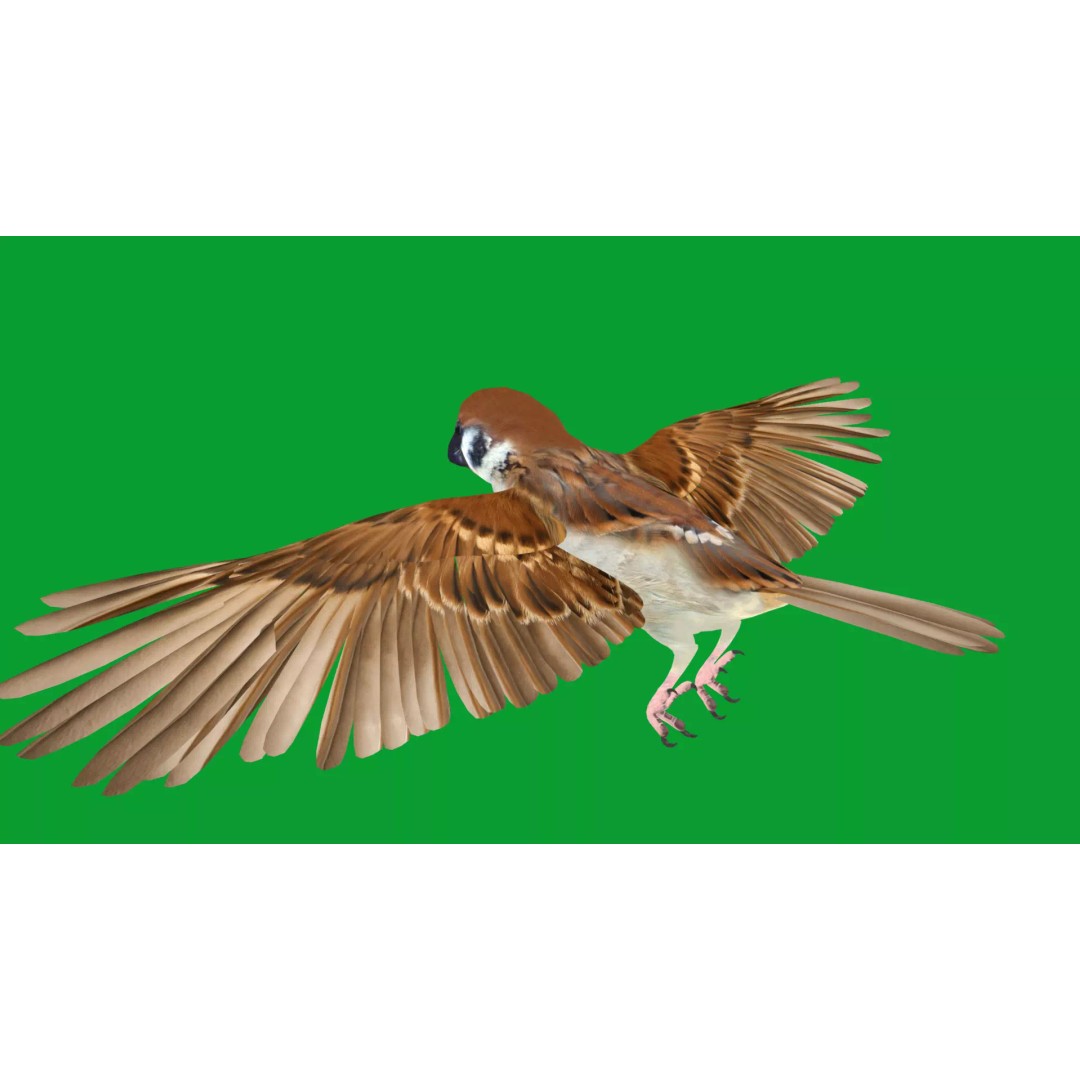 Asian House Sparrow 3D Model – Low Poly Animated Game Asset, FBX - View 31