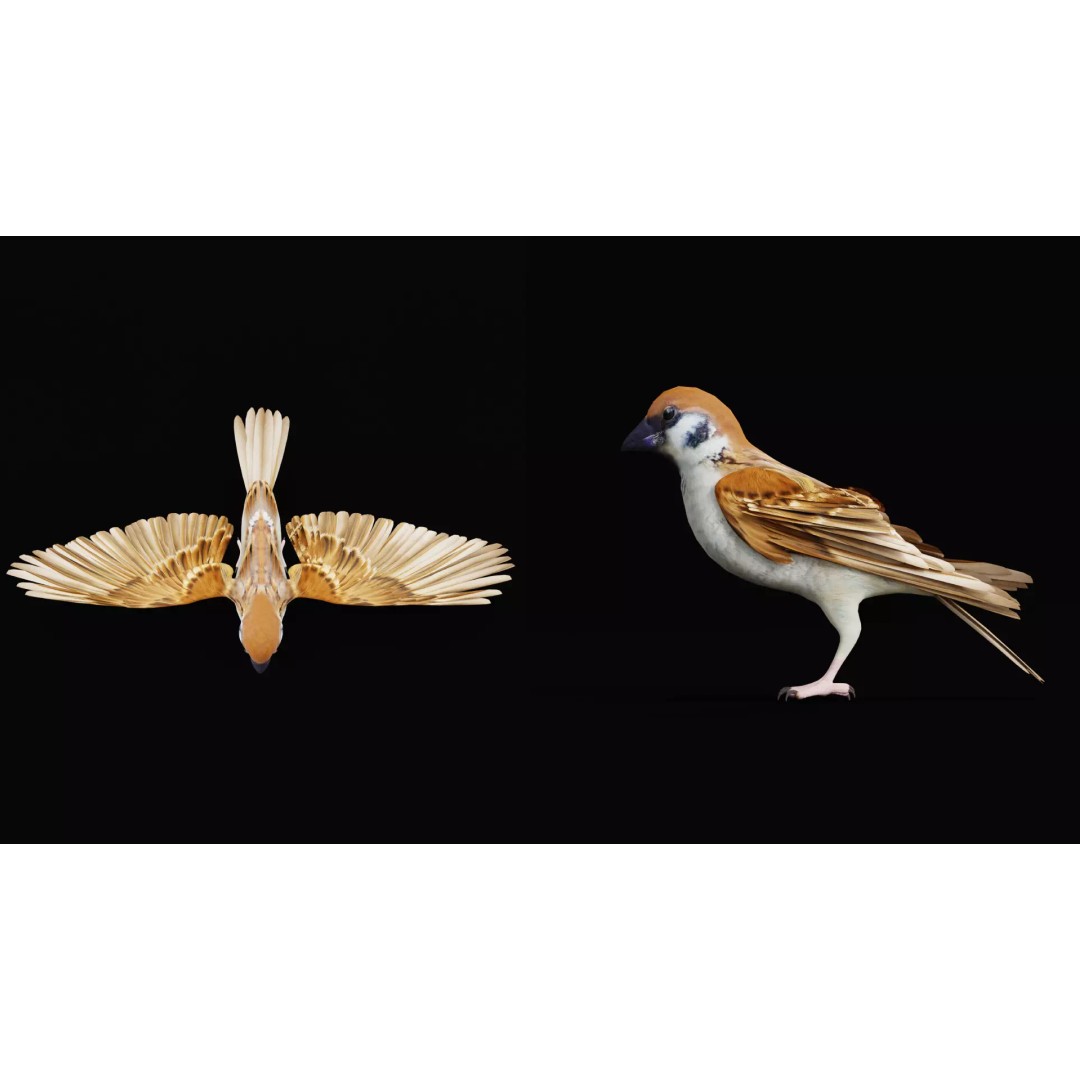 Asian House Sparrow 3D Model – Low Poly Animated Game Asset, FBX - View 32