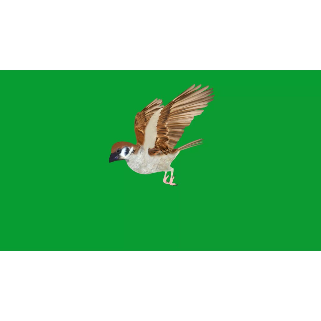 Asian House Sparrow 3D Model – Low Poly Animated Game Asset, FBX - View 33