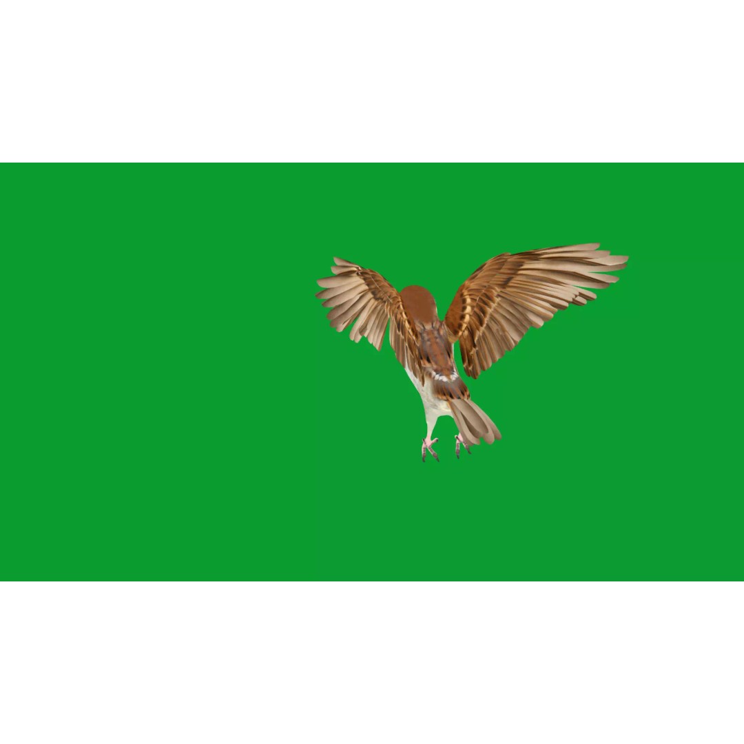 Asian House Sparrow 3D Model – Low Poly Animated Game Asset, FBX - View 34