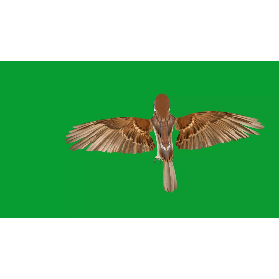 Asian House Sparrow 3D Model – Low Poly Animated Game Asset, FBX - View 35