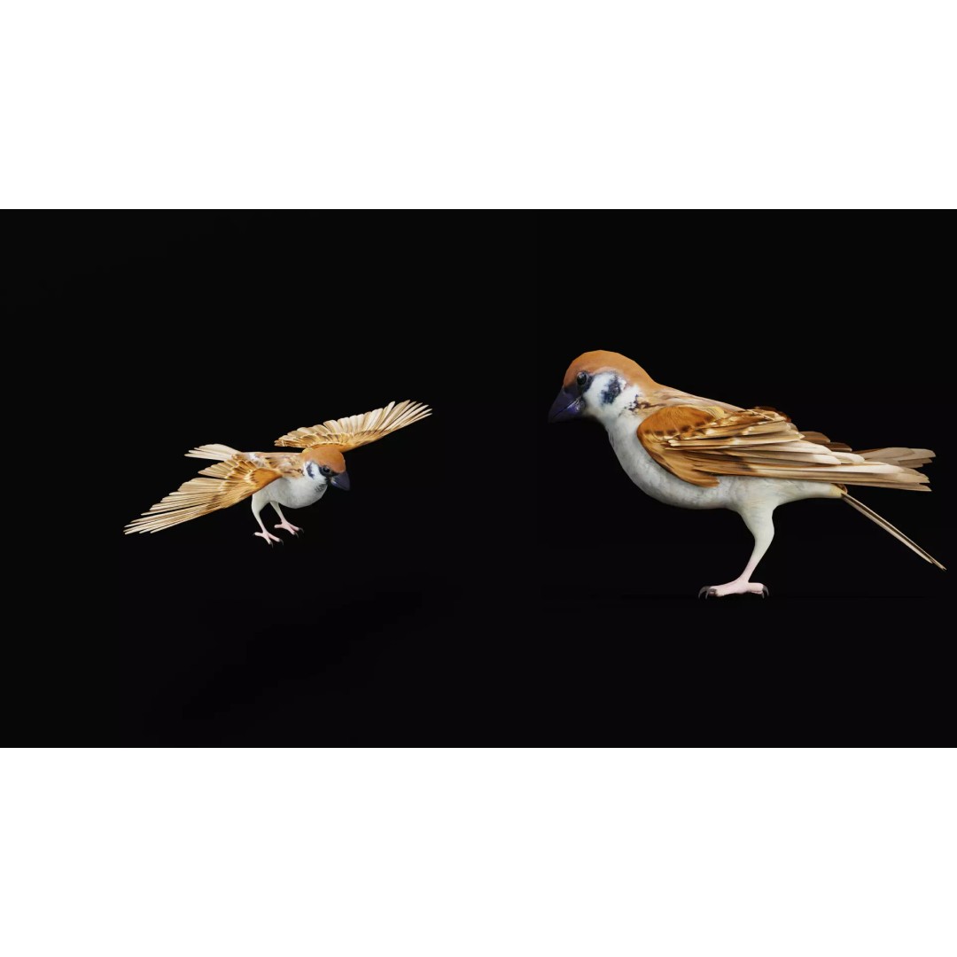 Asian House Sparrow 3D Model – Low Poly Animated Game Asset, FBX - View 36