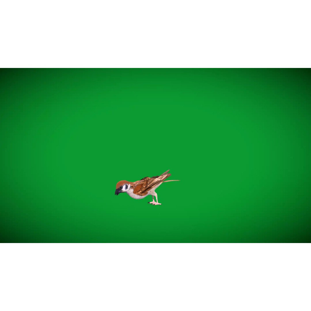 Asian House Sparrow 3D Model – Low Poly Animated Game Asset, FBX - View 38