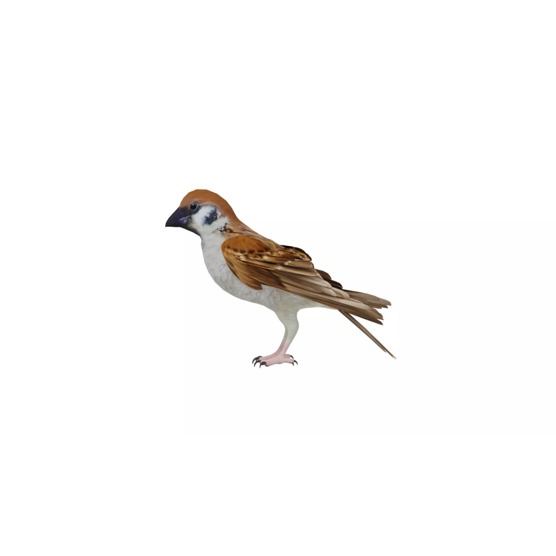 Asian House Sparrow 3D Model – Low Poly Animated Game Asset, FBX - View 39