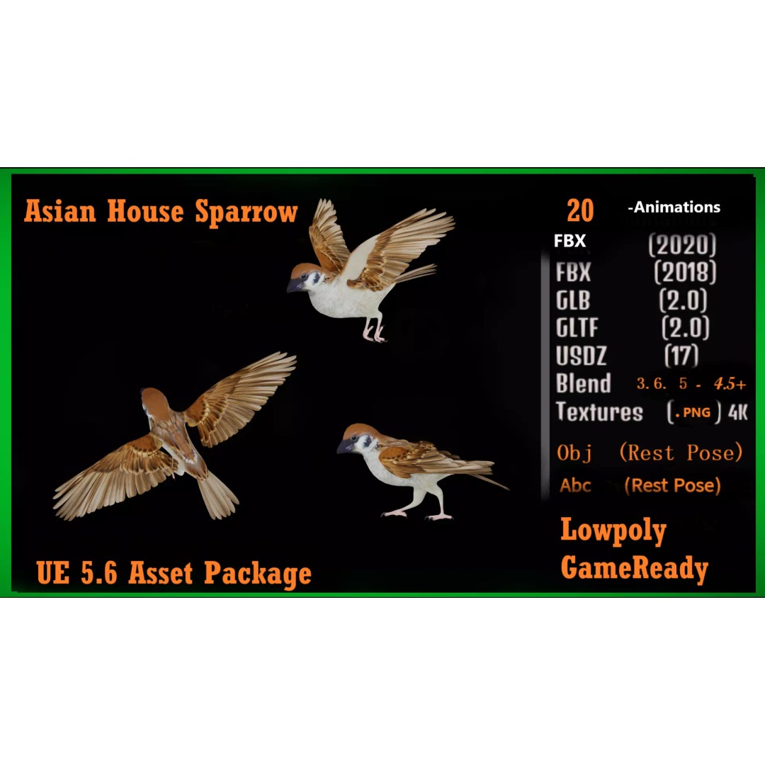 Asian House Sparrow 3D Model – Low Poly Animated Game Asset, FBX - View 4