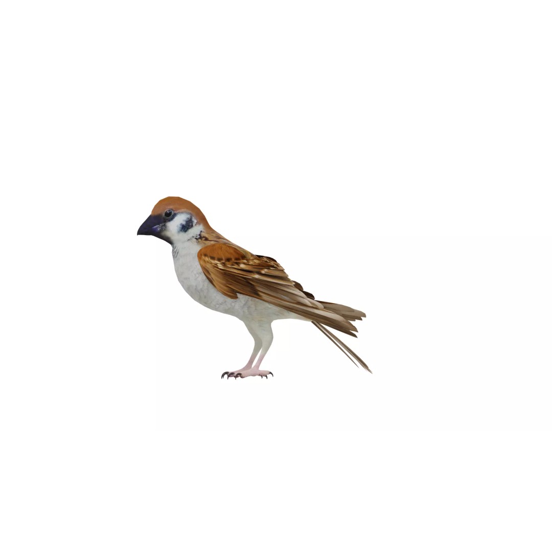 Asian House Sparrow 3D Model – Low Poly Animated Game Asset, FBX - View 40
