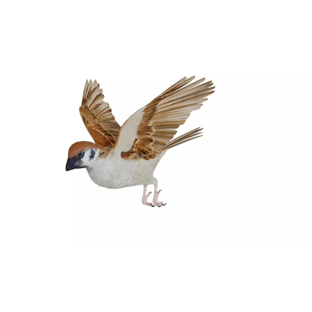 Asian House Sparrow 3D Model – Low Poly Animated Game Asset, FBX - View 41