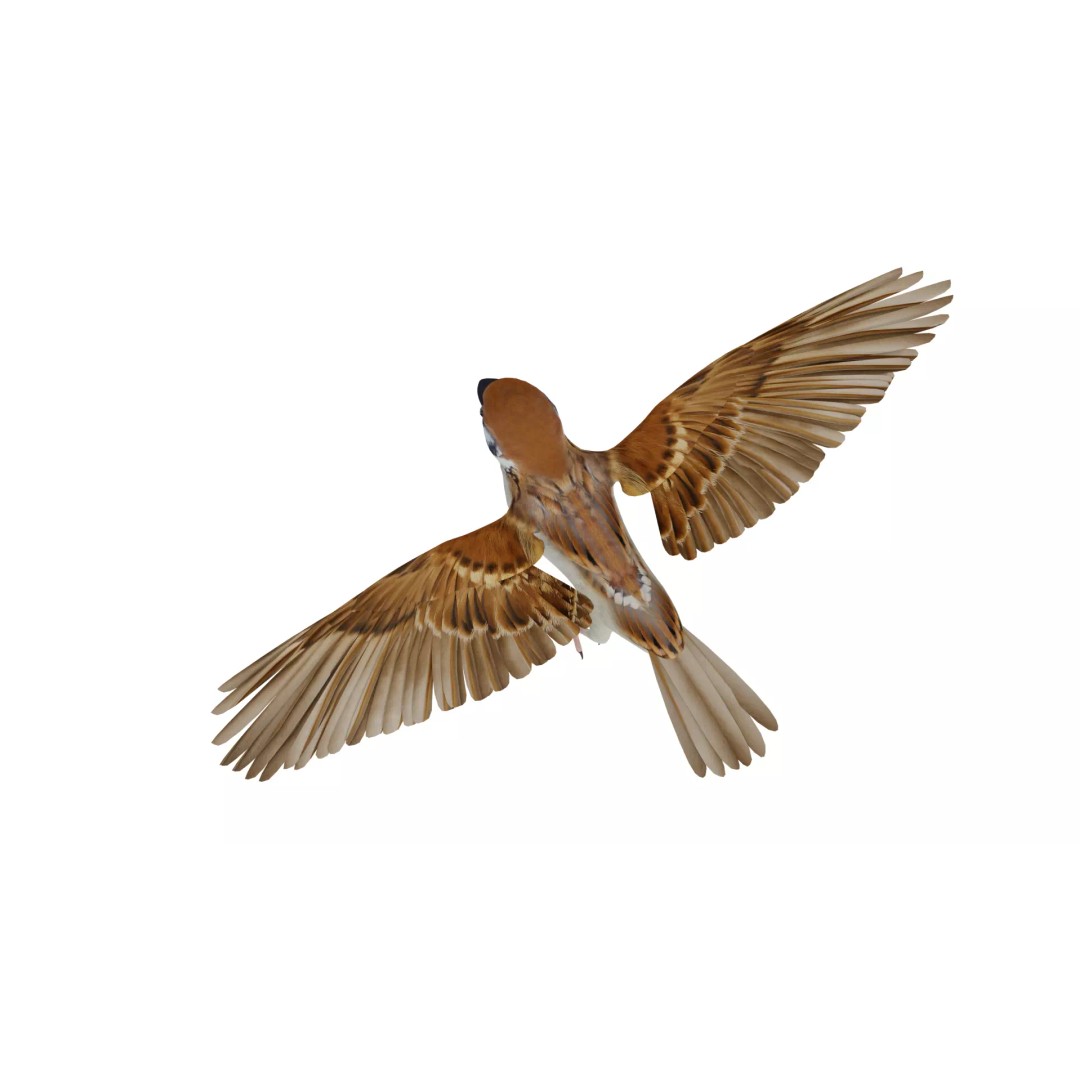 Asian House Sparrow 3D Model – Low Poly Animated Game Asset, FBX - View 42