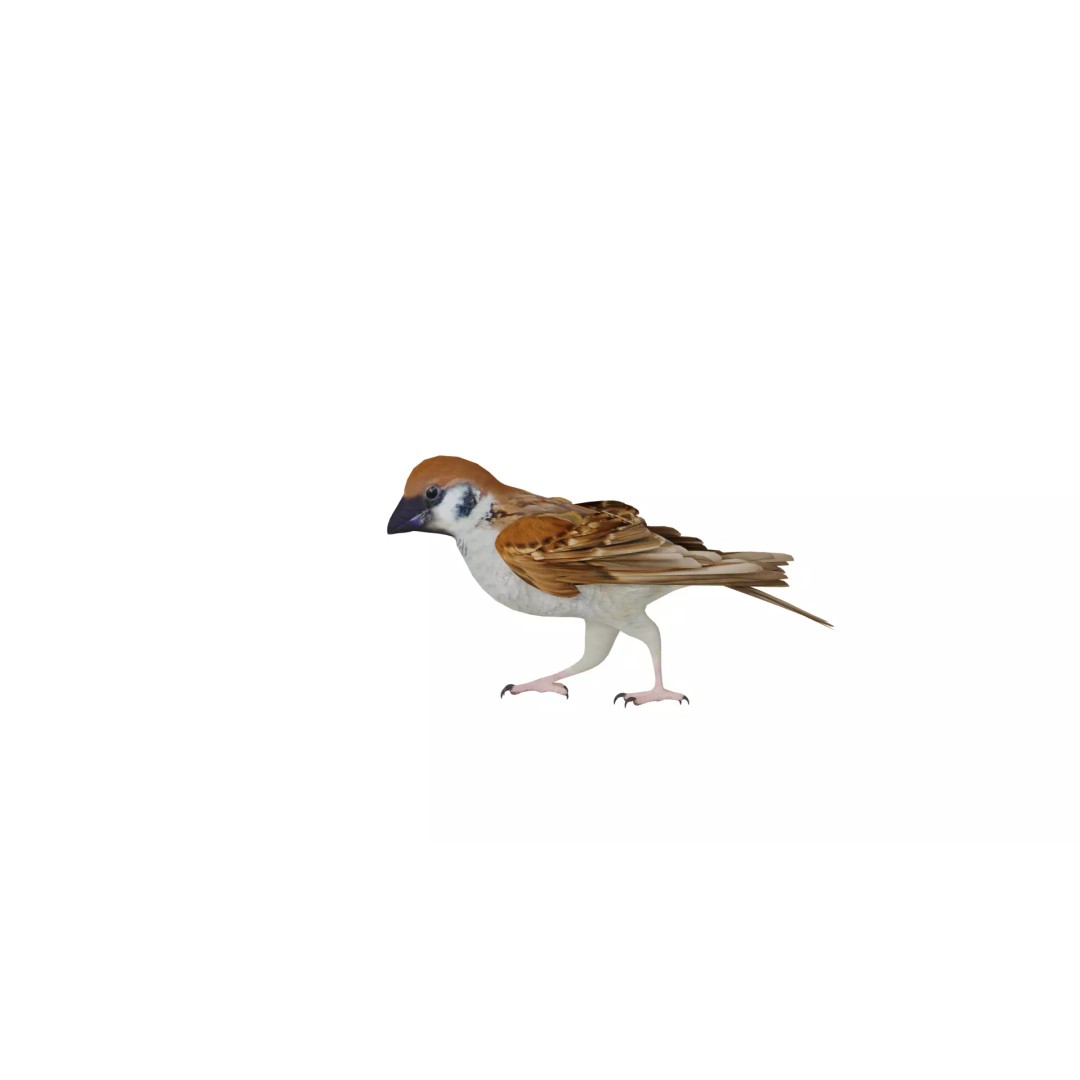 Asian House Sparrow 3D Model – Low Poly Animated Game Asset, FBX - View 43
