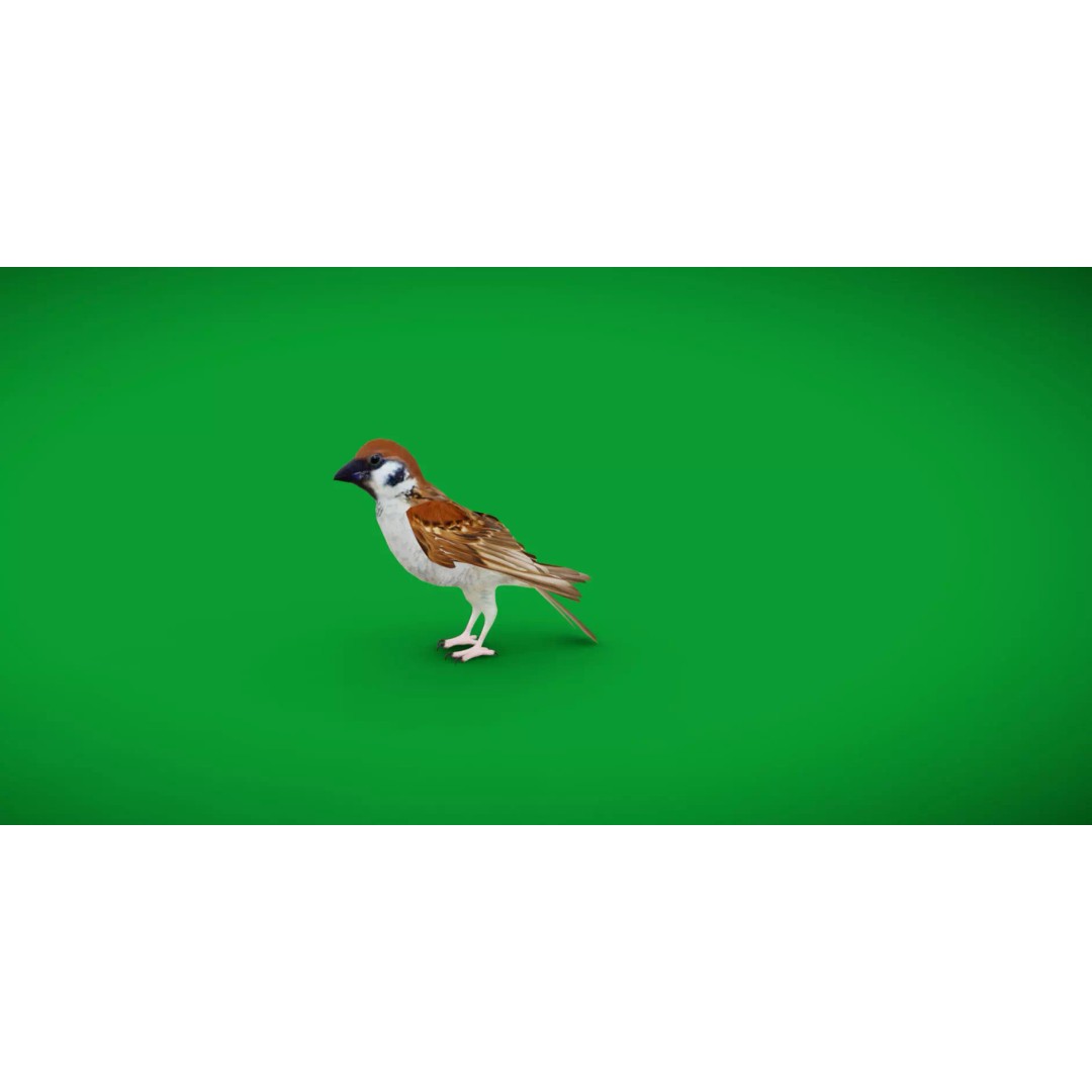 Asian House Sparrow 3D Model – Low Poly Animated Game Asset, FBX - View 47