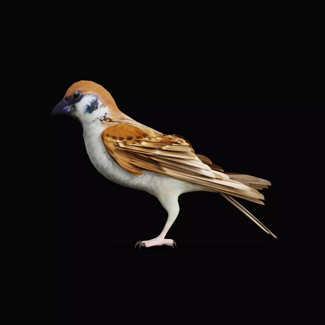 Asian House Sparrow 3D Model – Low Poly Animated Game Asset, FBX - View 48