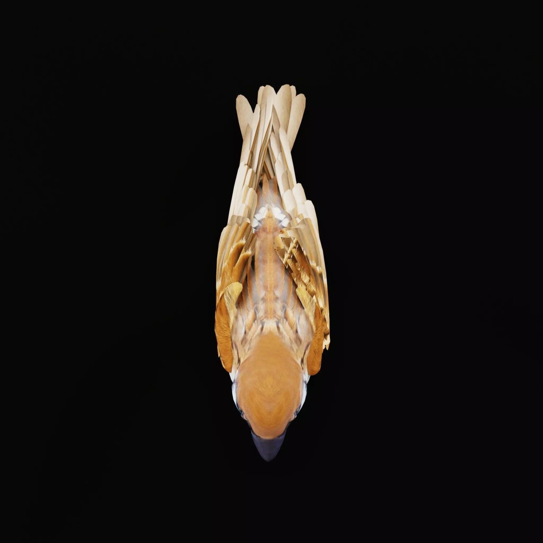 Asian House Sparrow 3D Model – Low Poly Animated Game Asset, FBX - View 49