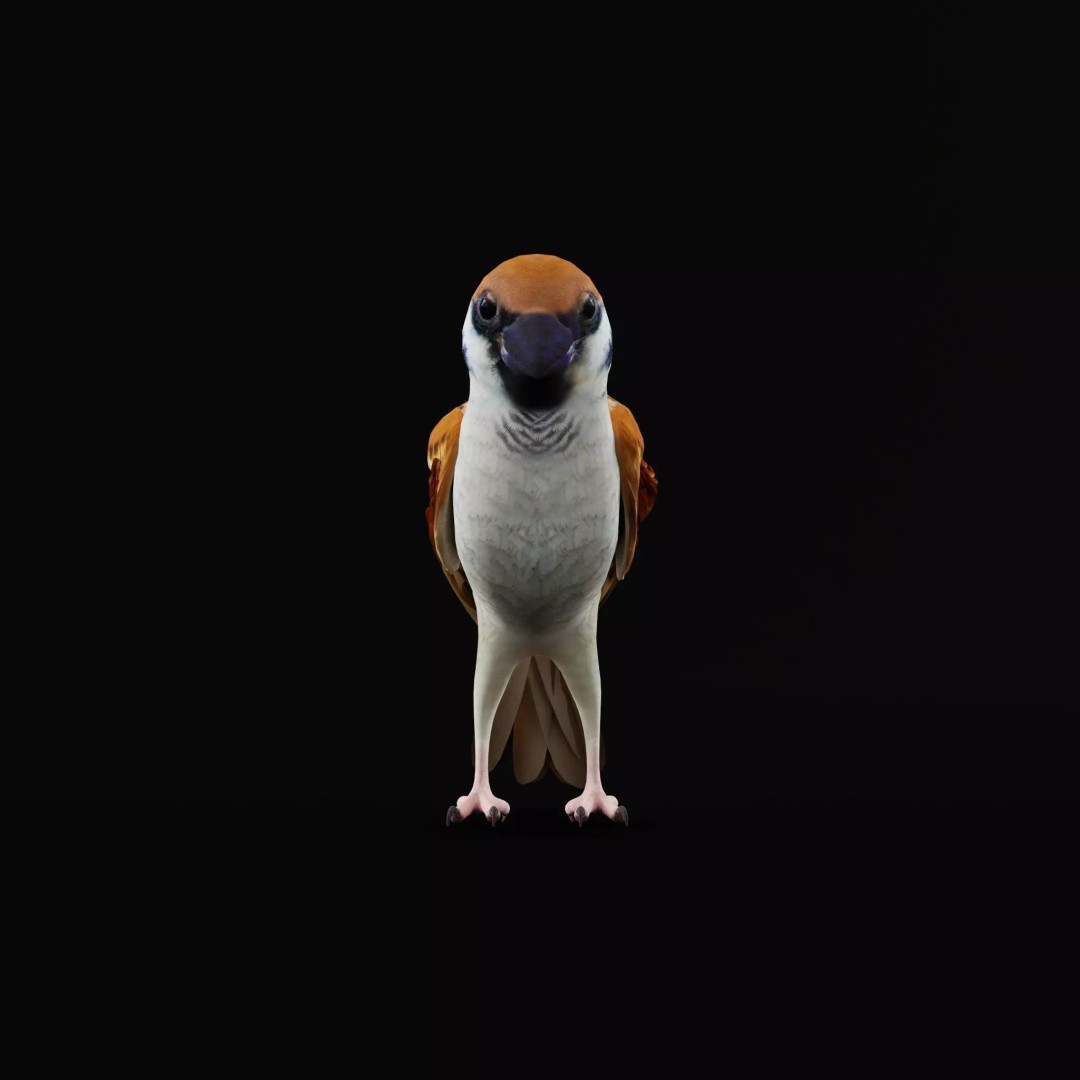 Asian House Sparrow 3D Model – Low Poly Animated Game Asset, FBX - View 50
