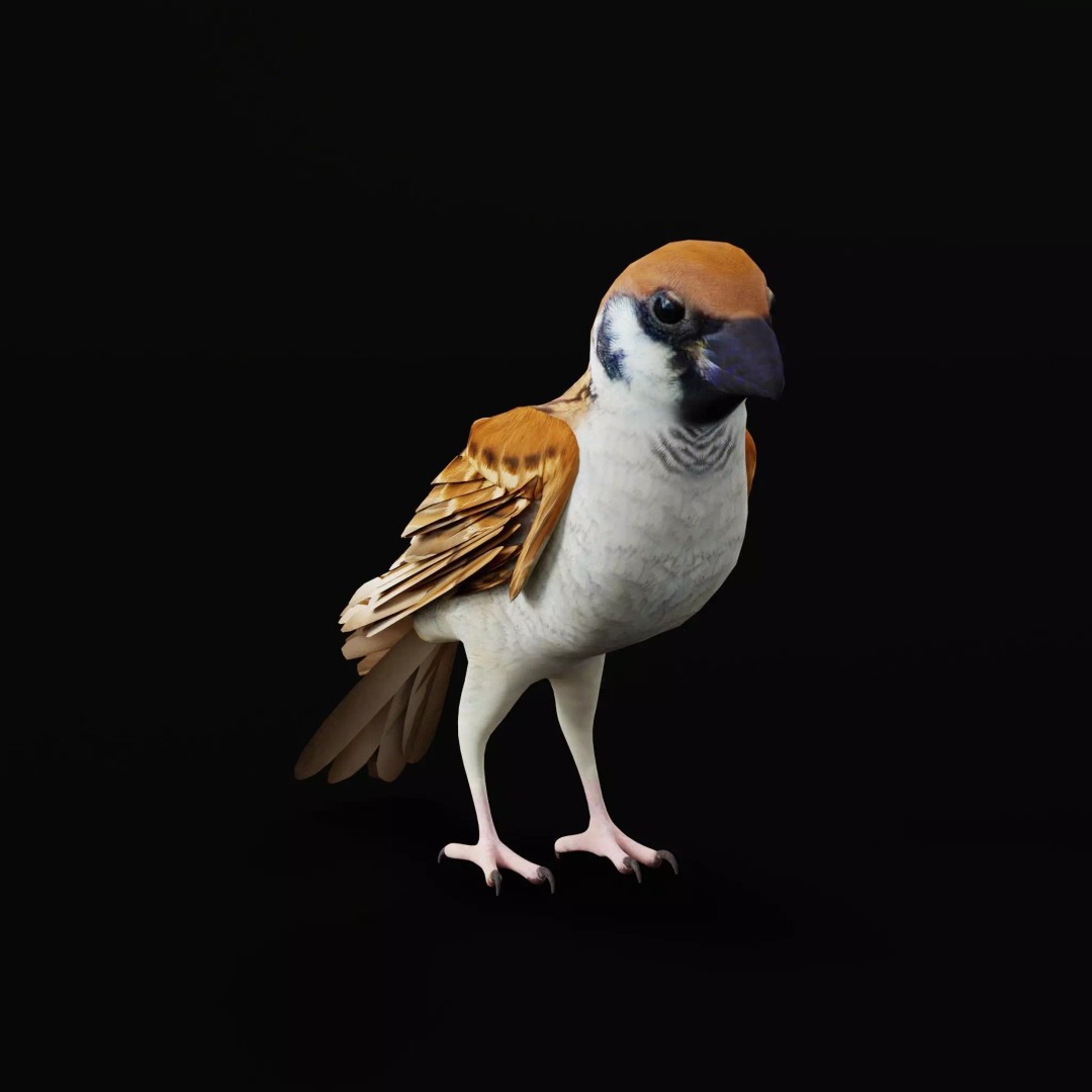 Asian House Sparrow 3D Model – Low Poly Animated Game Asset, FBX - View 51