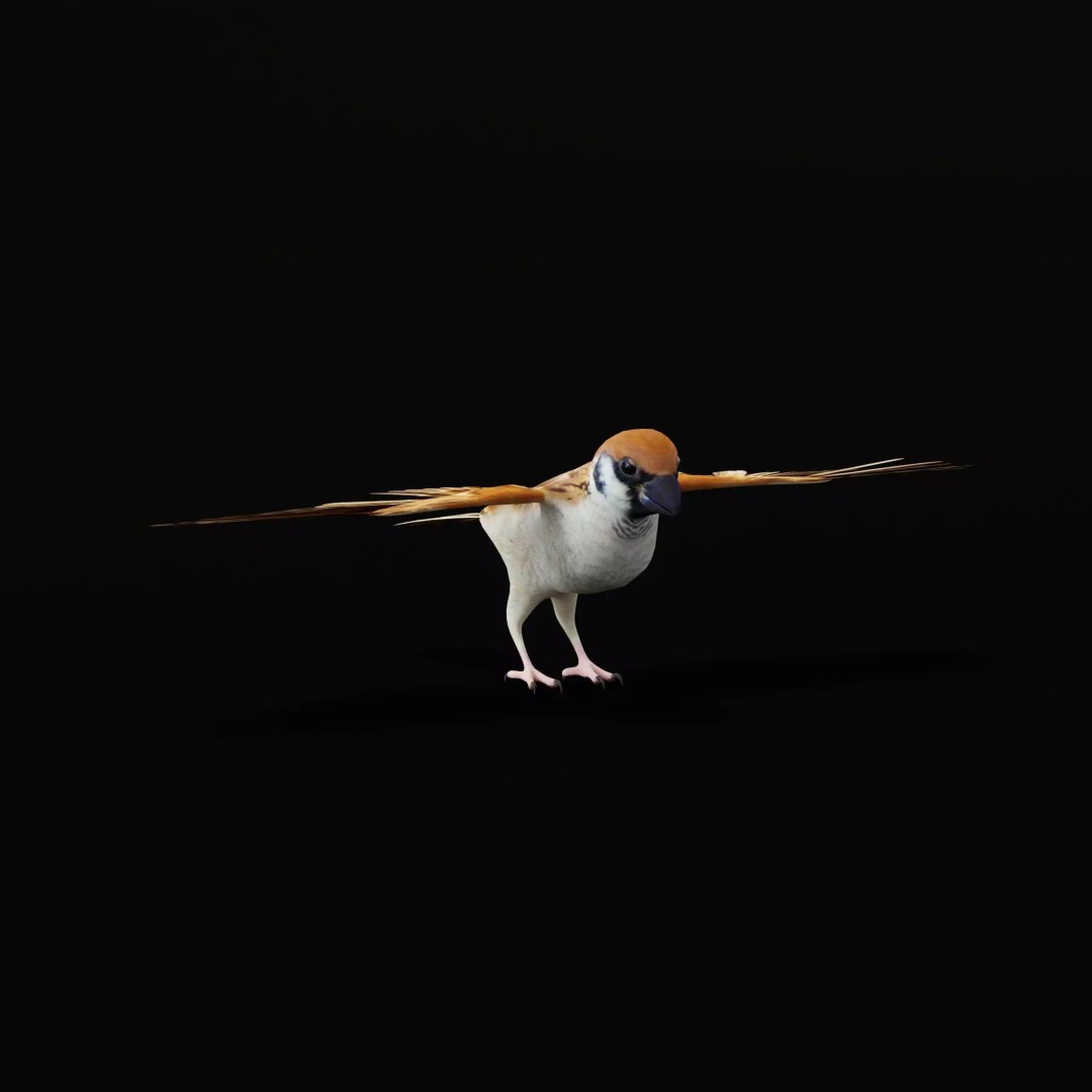 Asian House Sparrow 3D Model – Low Poly Animated Game Asset, FBX - View 52