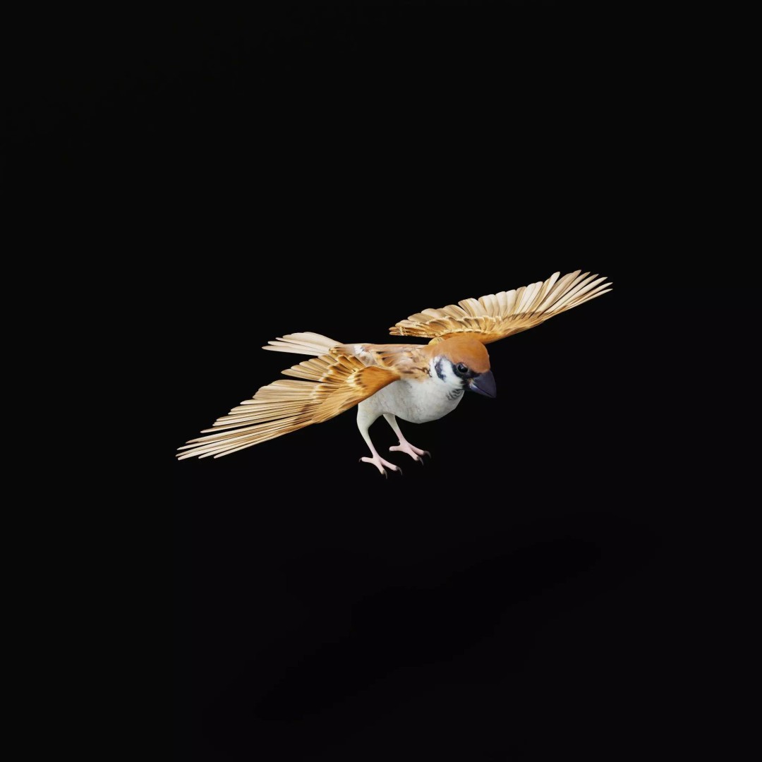 Asian House Sparrow 3D Model – Low Poly Animated Game Asset, FBX - View 53