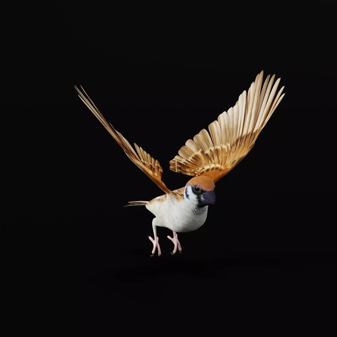 Asian House Sparrow 3D Model – Low Poly Animated Game Asset, FBX - View 56