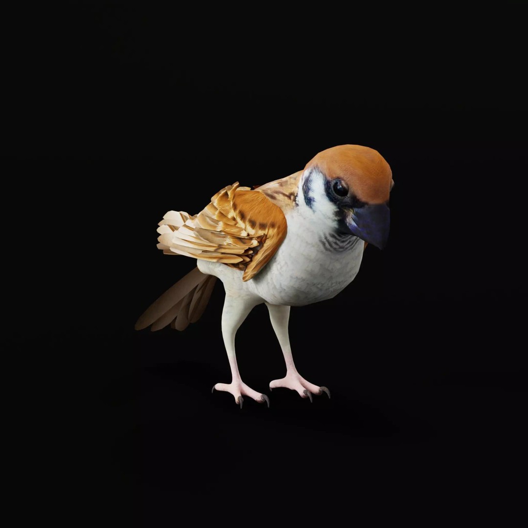Asian House Sparrow 3D Model – Low Poly Animated Game Asset, FBX - View 57