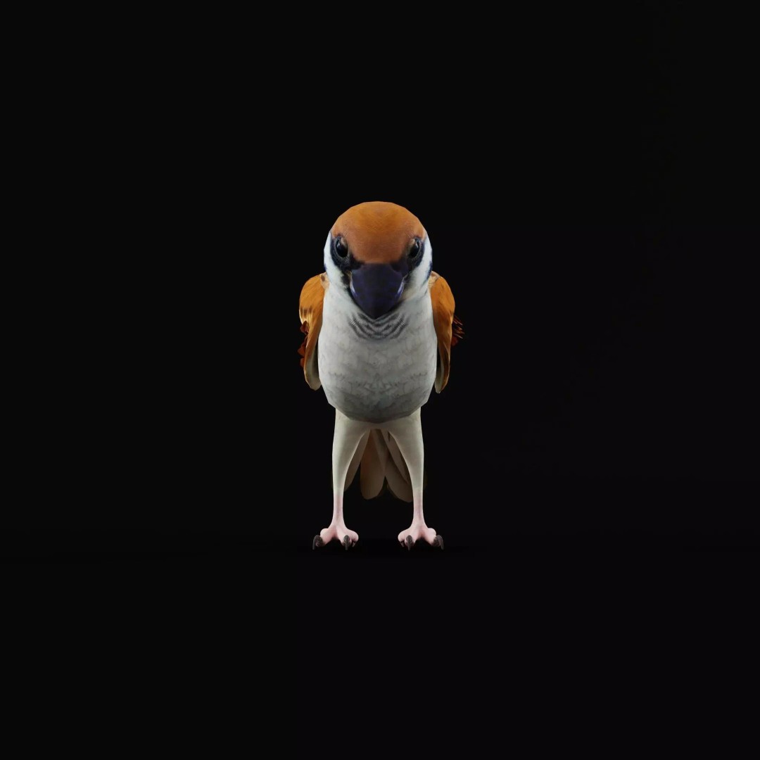 Asian House Sparrow 3D Model – Low Poly Animated Game Asset, FBX - View 58